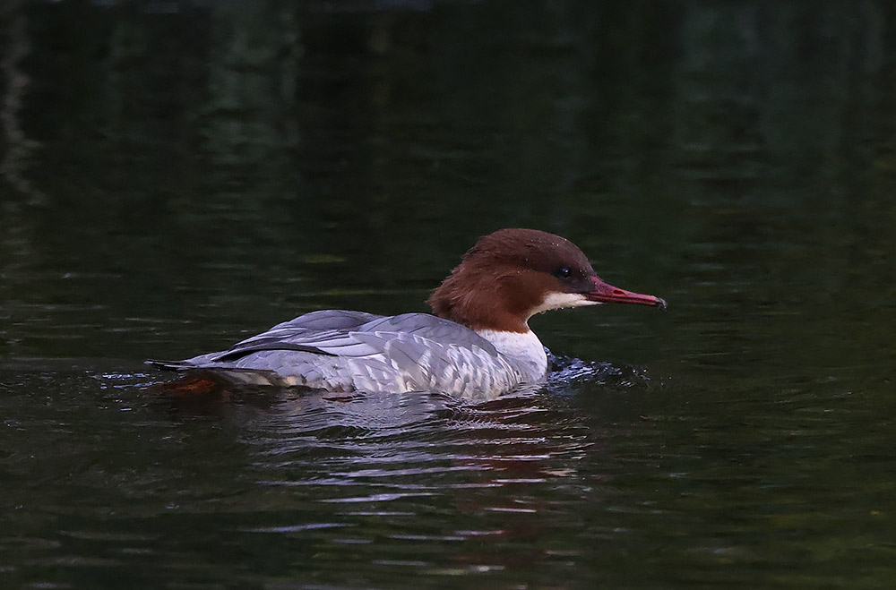 Goosander